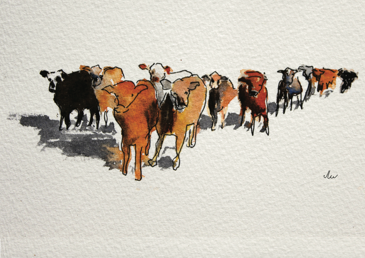 Greeting Card - Cattle